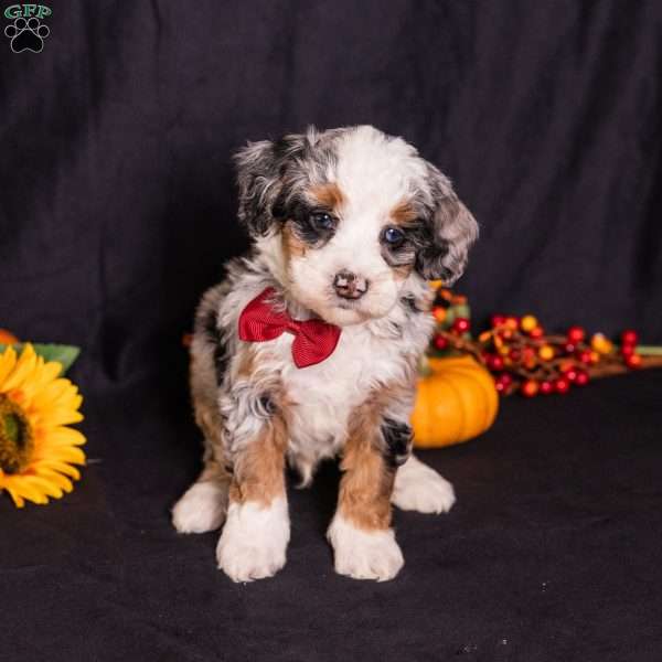 Rodger, Mini Bernedoodle Puppy